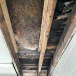 Untreated flood damage